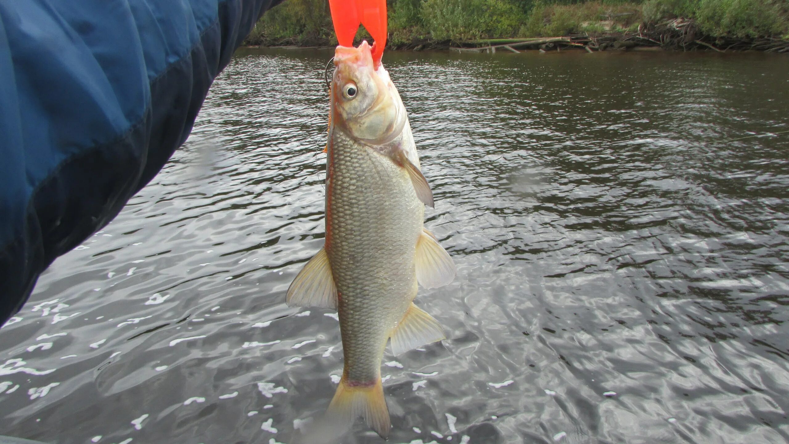 рыба в прудах железногорская. щука в реке. щука на волге. рыбалка в архангельске на северной двине. двина какая рыба водится.