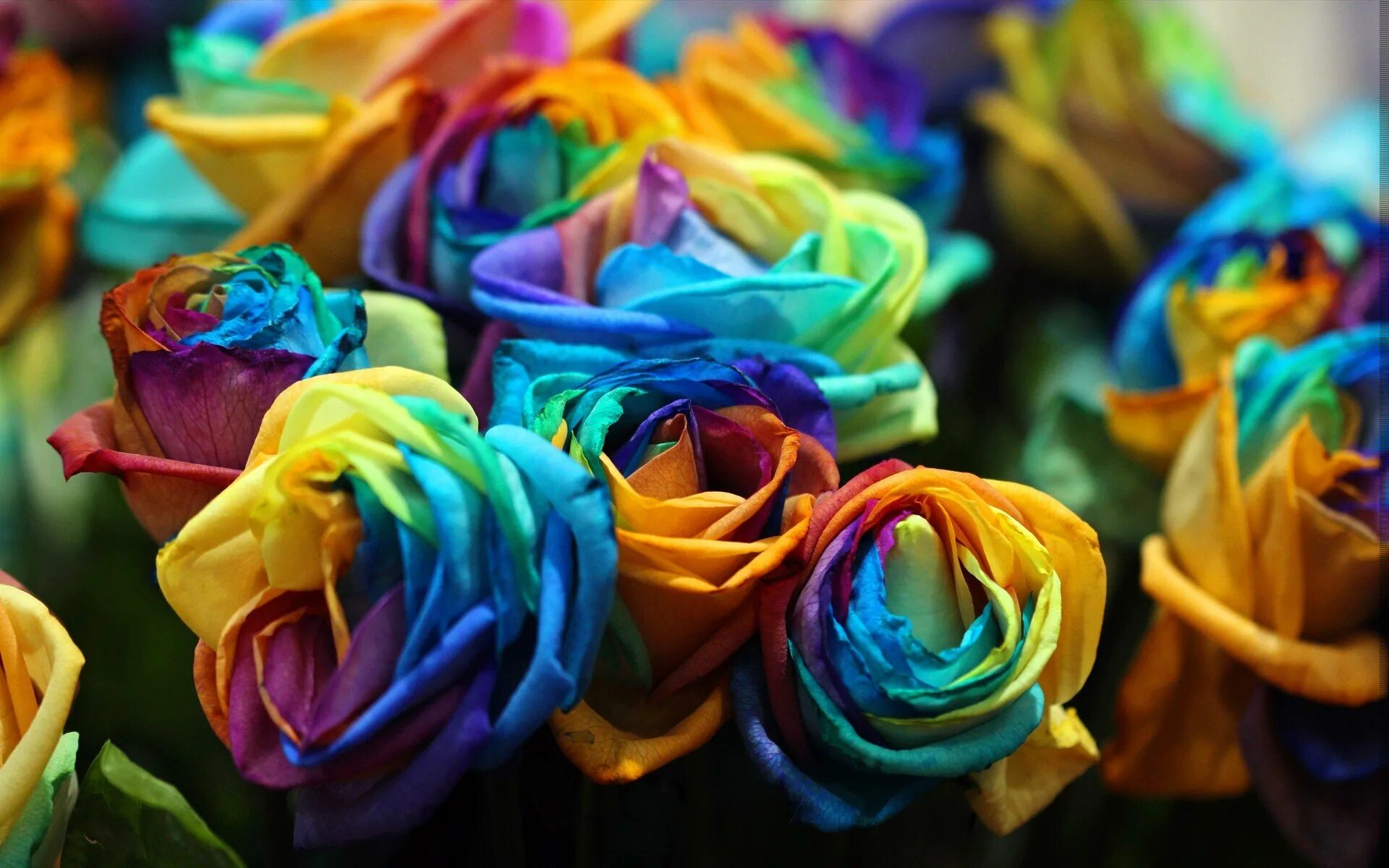 Разноцветные цветы. Радужные цветы. Разноцветные розы.