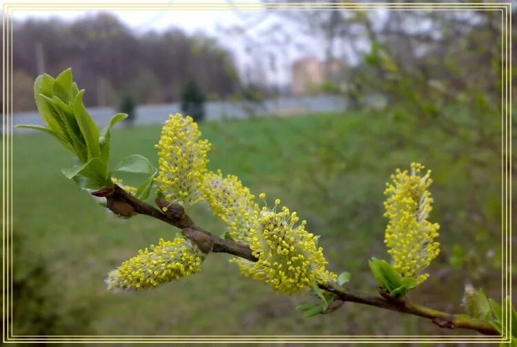 Верба и ольха. Иосиф песнопевец, ольховые смотрины. Ольха цветет. Ольха цветет. Цветёт серая ольха.