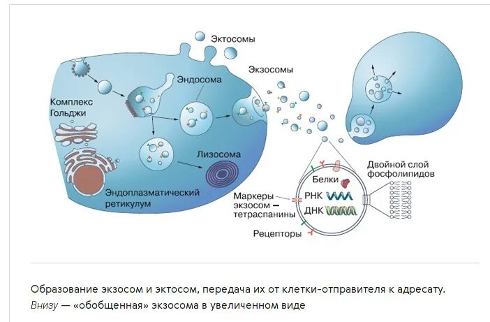 Эндосома и экзосома это. Эндосомы и лизосомы. Ранние эндосомы.