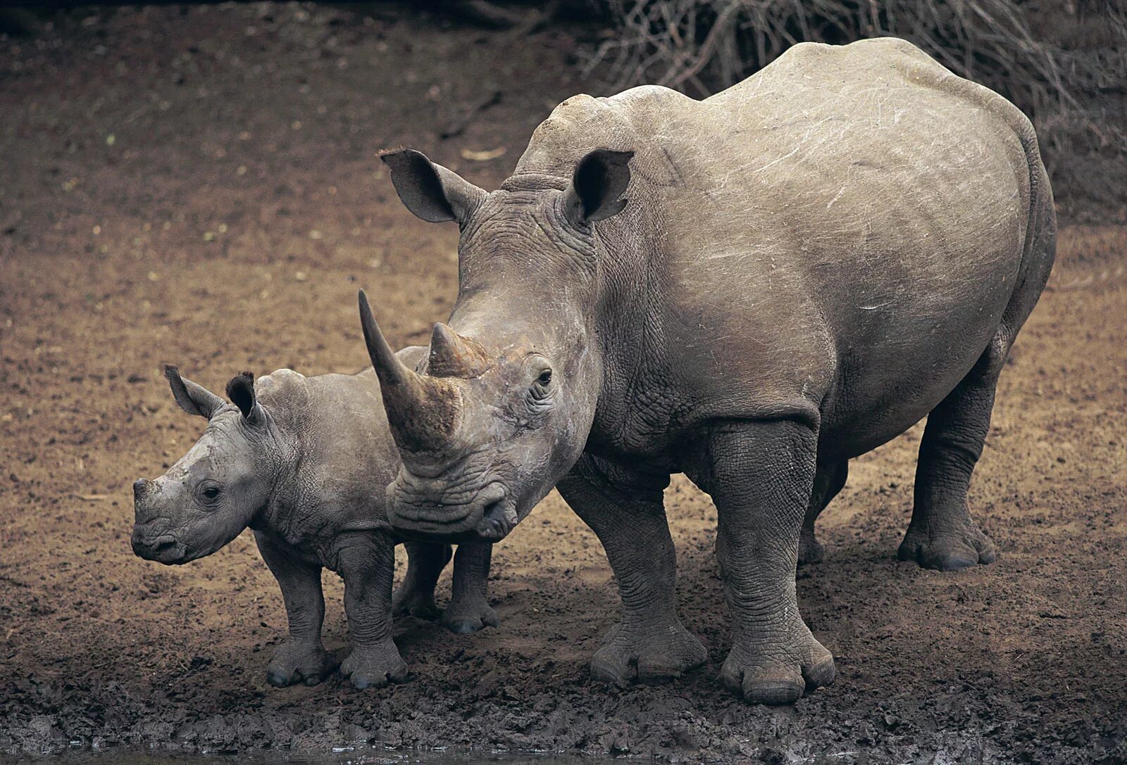 Носорог это какое животное. Белый носорог. Широконосый носорог. Белый носорог красная книга. Белый носорог фото.