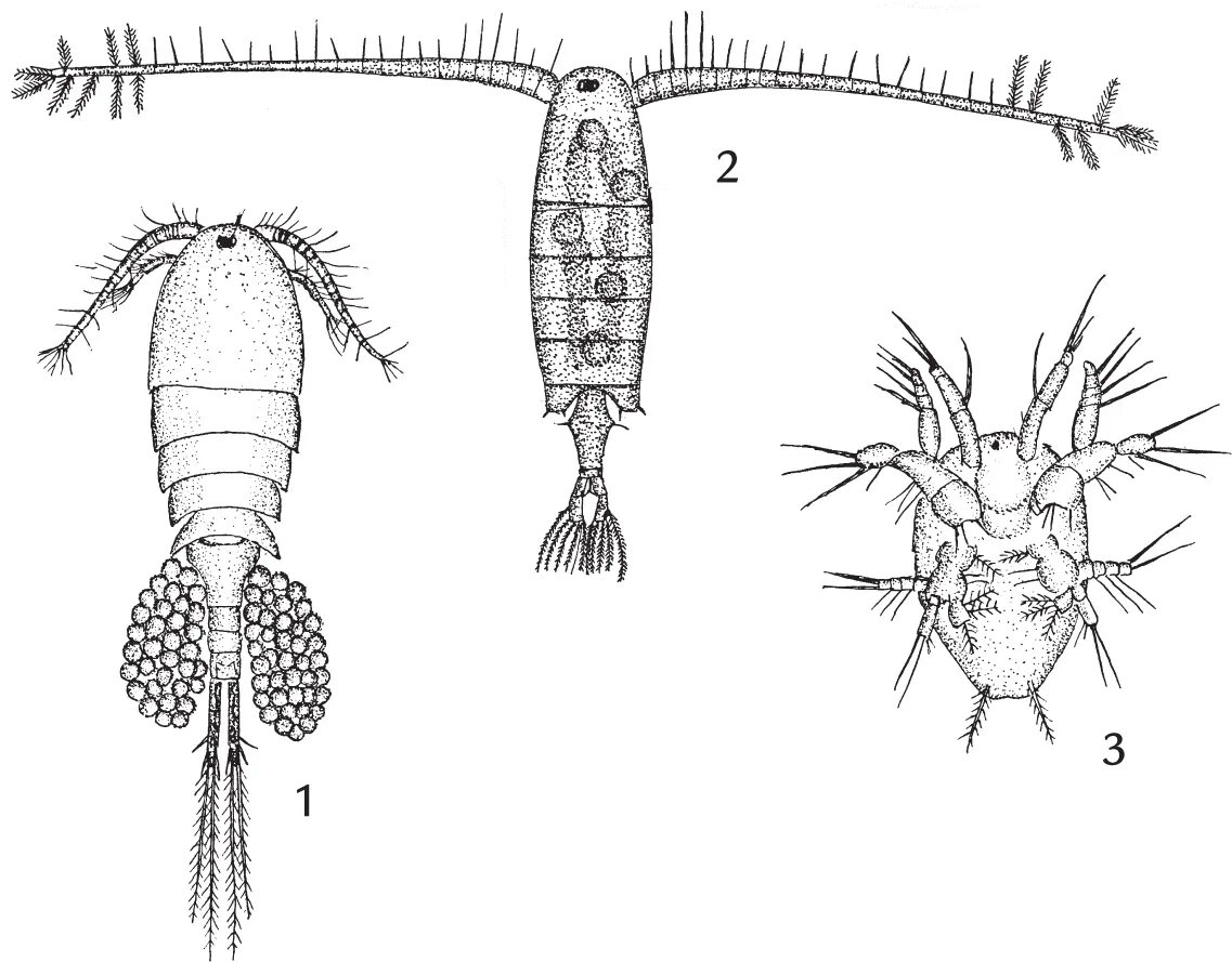 Цикл развития моллюсков схема. Коловратки планктон. На рисунке изображен жизненный цикл планктонного рачка. Размножение членистоногих. Карапакс дафнии.