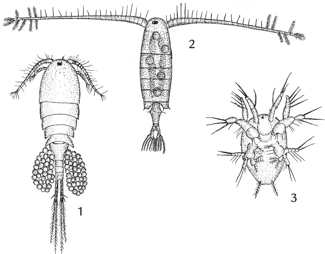 Планктонные рачки Циклоп. Веслоногие рачки Циклоп, диаптомус. Зоопланктон веслоногие. Отряд веслоногие Циклоп.