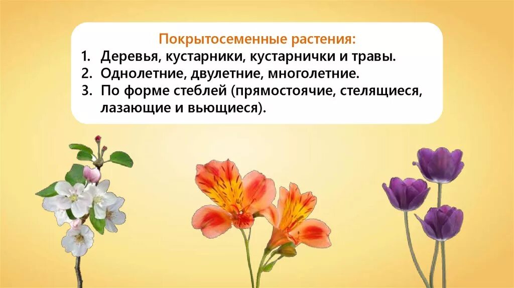 Тема покрытосеменные растения 7 класс биология. Тема покрытосеменные растения 7 класс биология