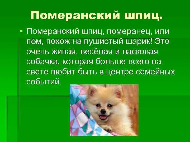 Рассказ о породе собаки шпиц 2 класс. Рассказ о шпице для 2 класса. Презентация на тему шпиц. Сообщение о породе шпиц.