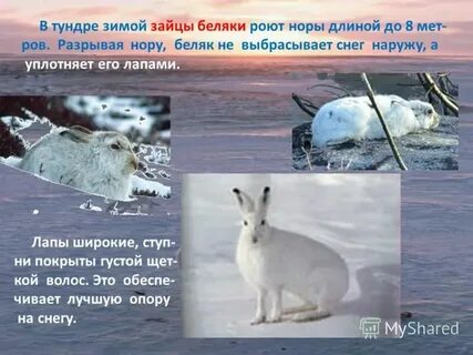 Интересные факты о животных тундры