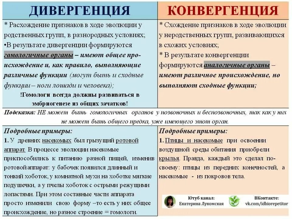 Аналогичные условия это. Дивергенция и конвергенция примеры. Аналогичные и гомологичные органы дивергенция и конвергенция. Дивергенция и конвергенция таблица. Дивергенция и конвергенция примеры ЕГЭ.