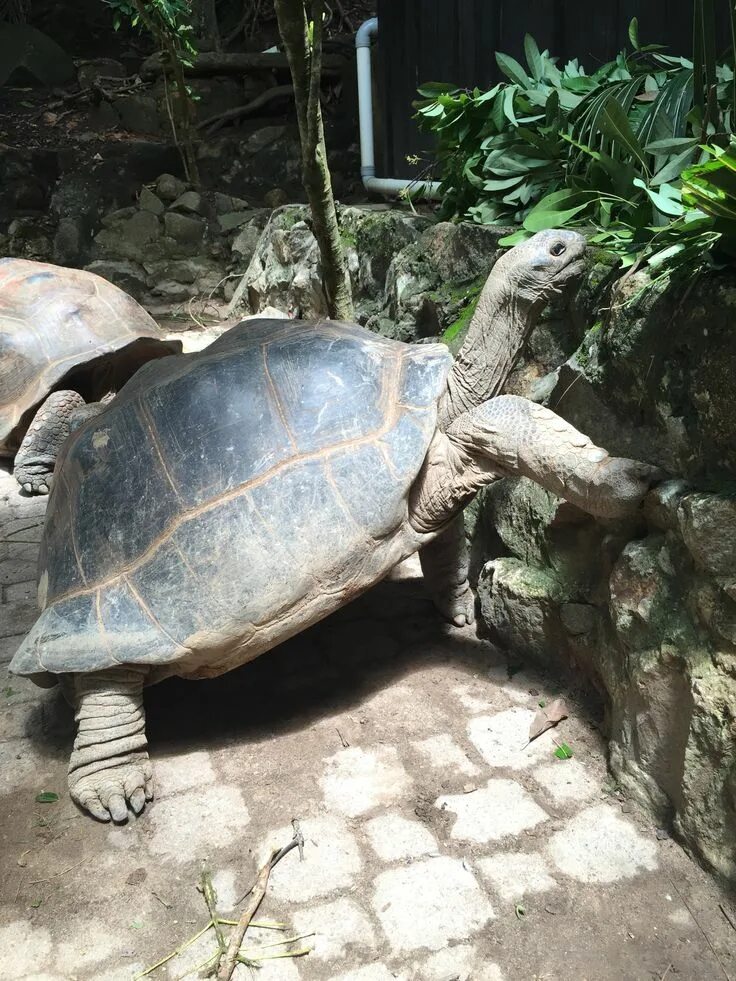 Сейшельские черепахи. Черепахи на Сейшельских островах. Черепахи Альдабра Сейшельские острова. Черепаший остров Сейшелы. Сейшелы остров черепах.
