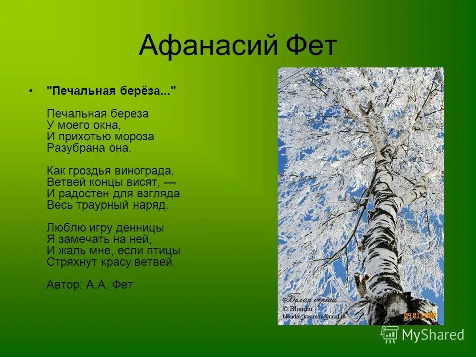 Печальная береза. Стихотворение Фета о природе. Стих про березу.