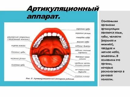 Твердое и мягкое во рту