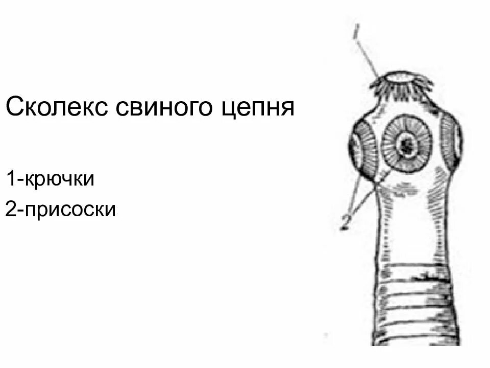 Сколекс бычьего цепня. Сколексы свиного и бычьего цепня. строение сколекса свиного цепня. сколекс свиного цепня препарат. строение сколекса бычьего цепня.