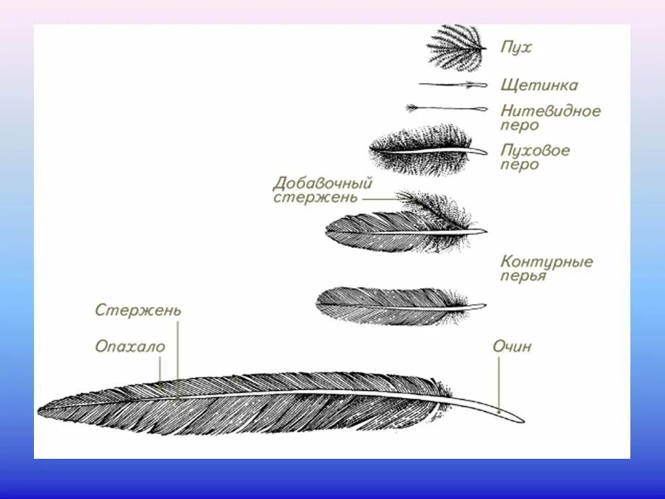 Оперение очищающего света для чего. Пуховое перо птицы строение. Пуховое перо голубя строение. Строение пухового пера рисунок. Маховое перо птицы строение.