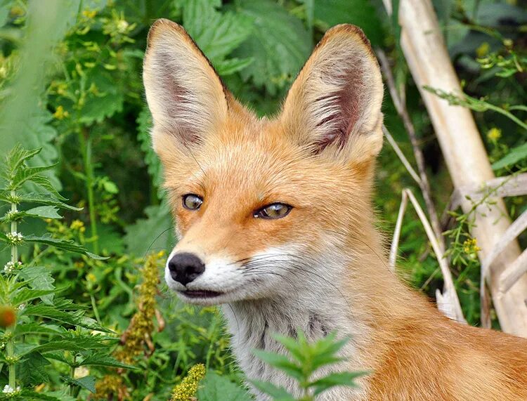 лось республики марий эл. европейский лось. пума горный лев. животные р т. ракитниковый заяц.