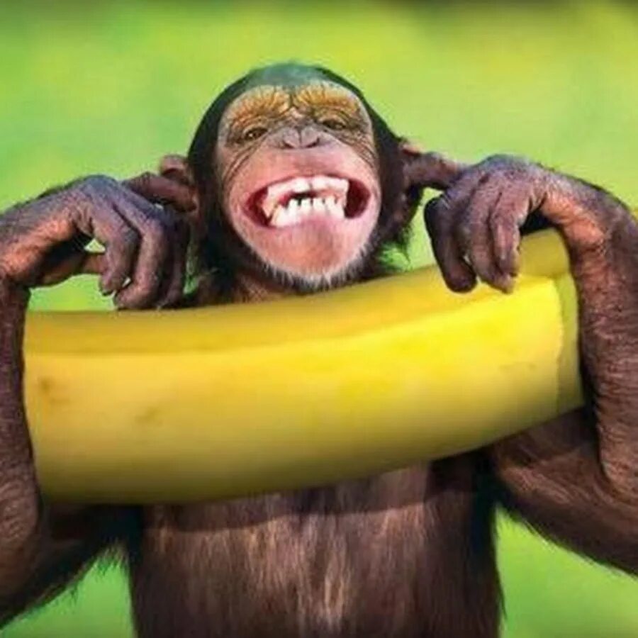 Обезьянка и бананы. Обезьяна ест. Банановая обезьяна. Обезьяна подавилась бананом. Глупый рождаться