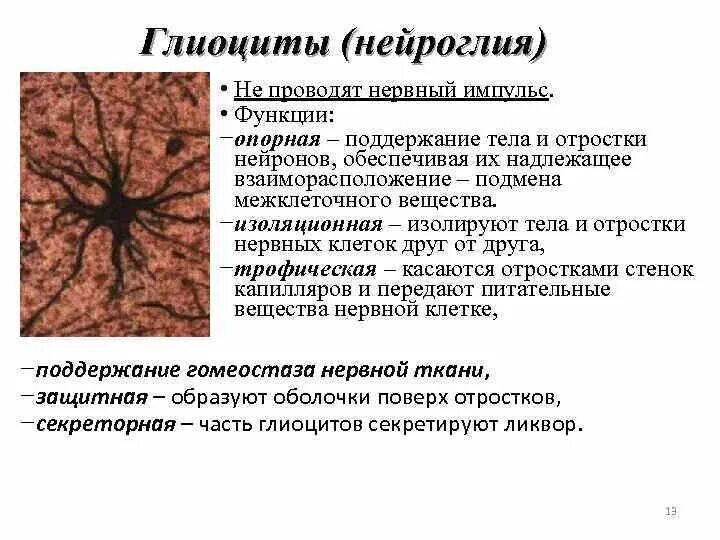 Виды нейроглии. Строение нейроглии гистология. Нервная ткань глиальные. Строение нейроглии нервной ткани. Нейроглия (функции, типы глиальных клеток).