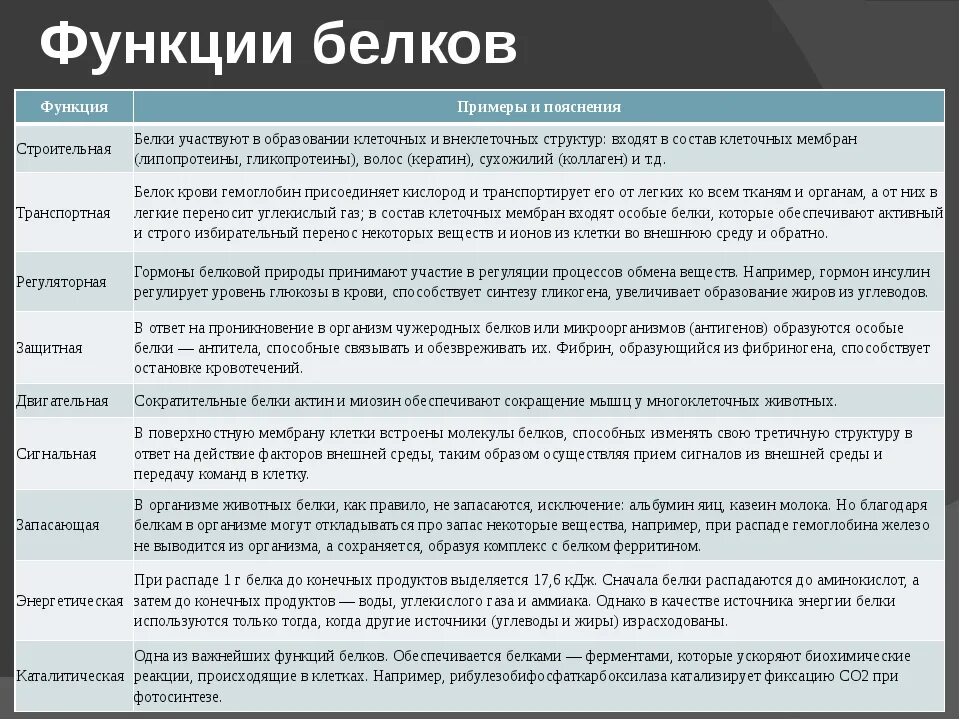 Название функций белка. Функции белков с объяснением. Функции белков биология 9 класс кратко. Функции белков таблица 10 класс биология. Функции белков 10 класс биология.