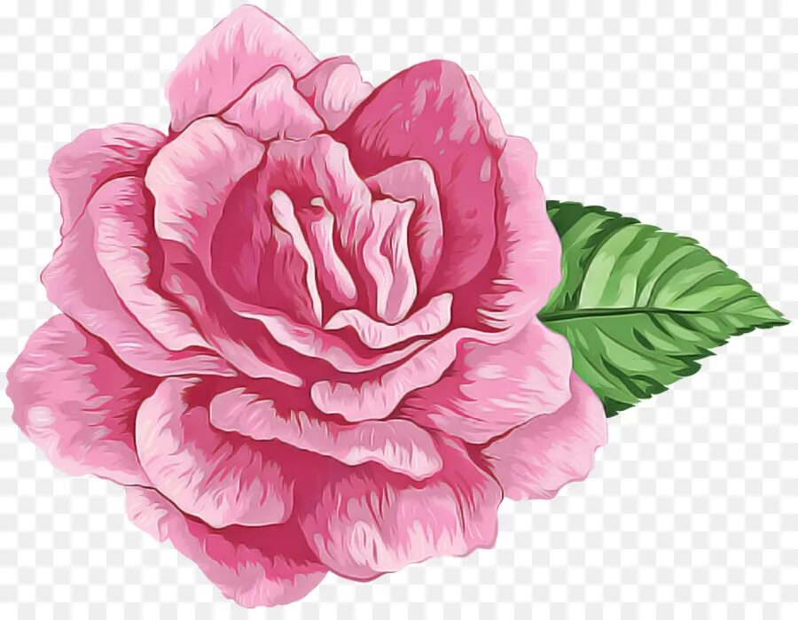 Нарисовать розовый цветок. Пиона розовая Камелия. Розовый цветок рисунок. Пионы рисунок.