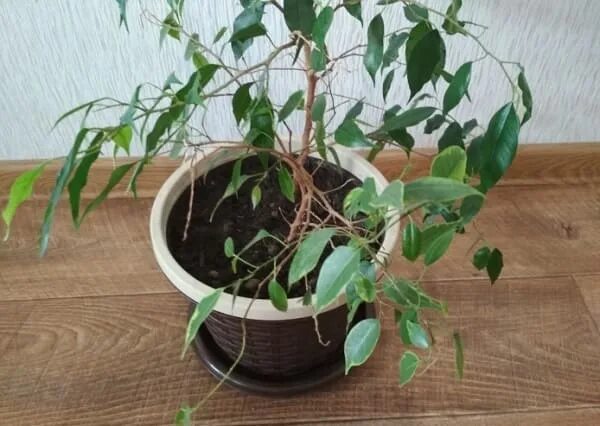 Фикус бальзаминова. Фикус с маленькими листочками. Фикус бенджамина тинеке. Фикус робуста абиджан. Рыхление фикуса.