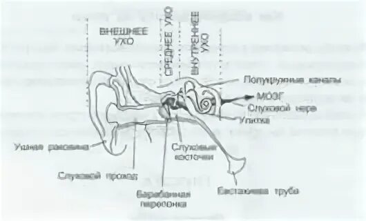 Как улучшить слух при тугоухости. Как улучшить слух при тугоухости