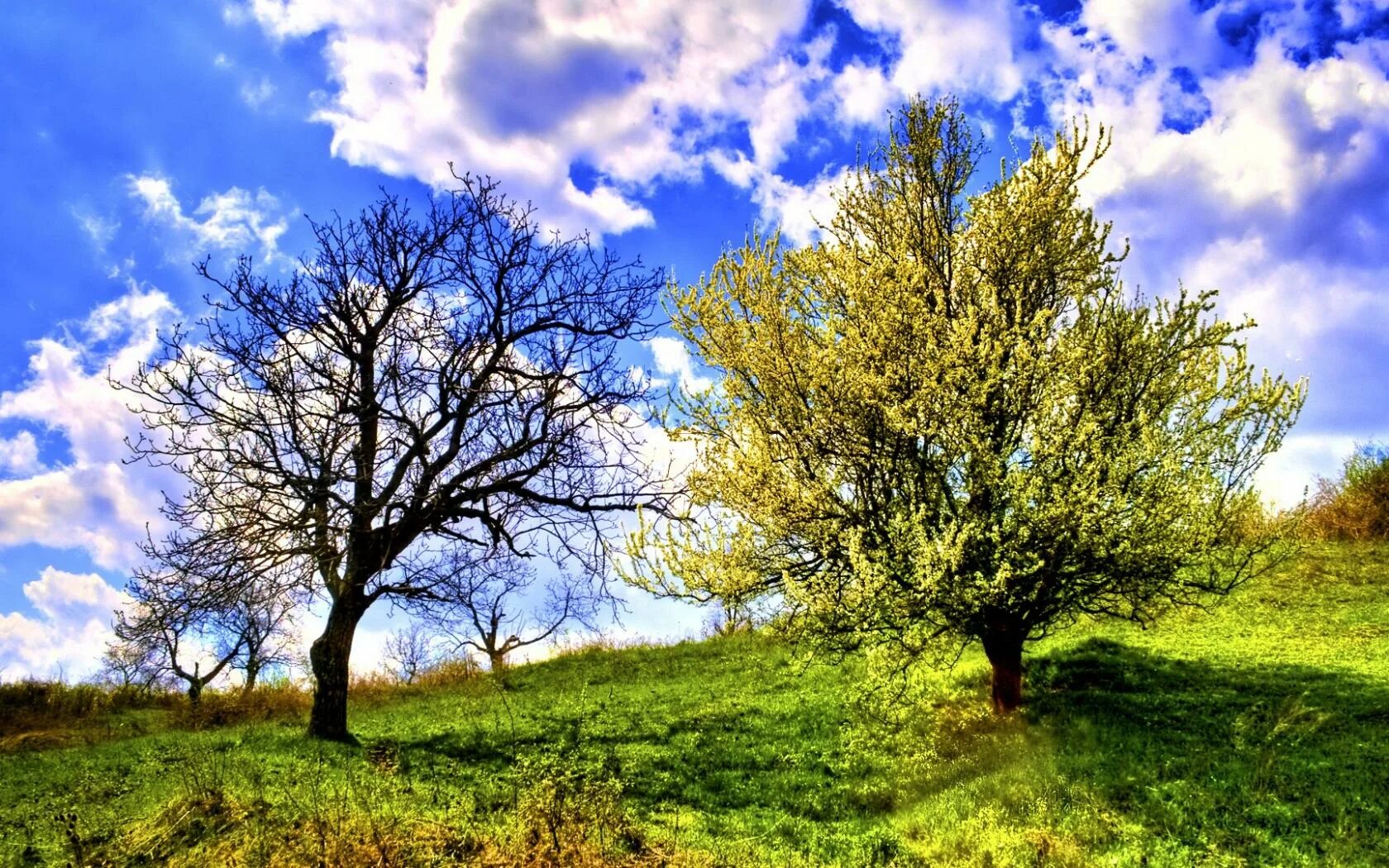 Дерево рансвива. Дерево рисунок. Красивое дерево. Две половинки дерева. Корни дерева.