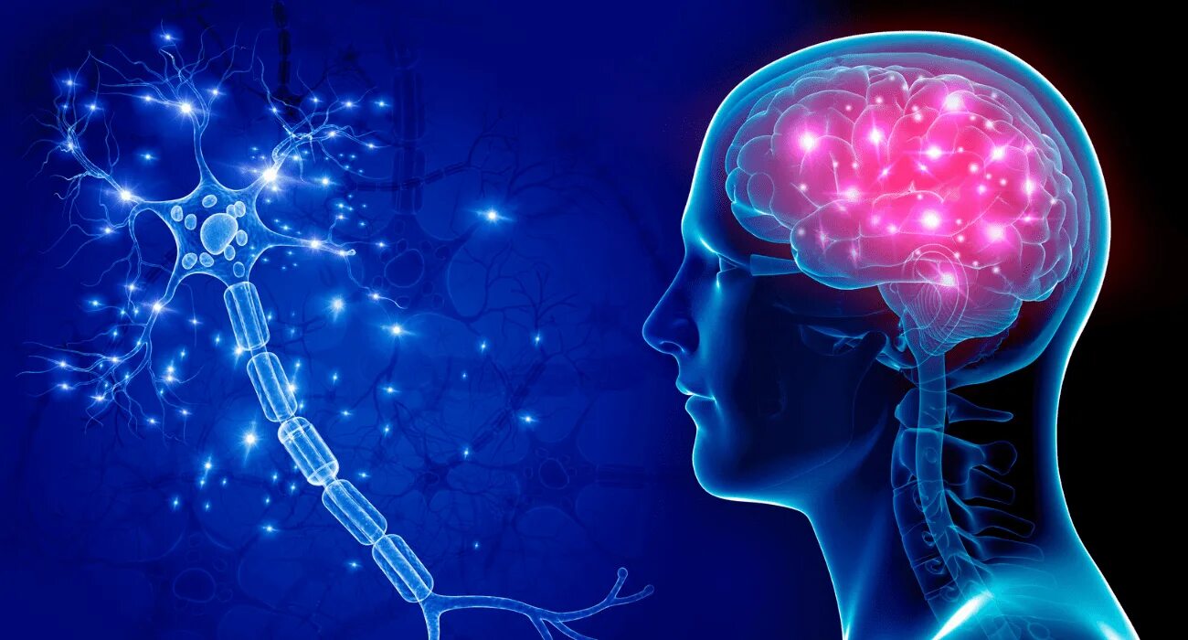 Nervous system brain