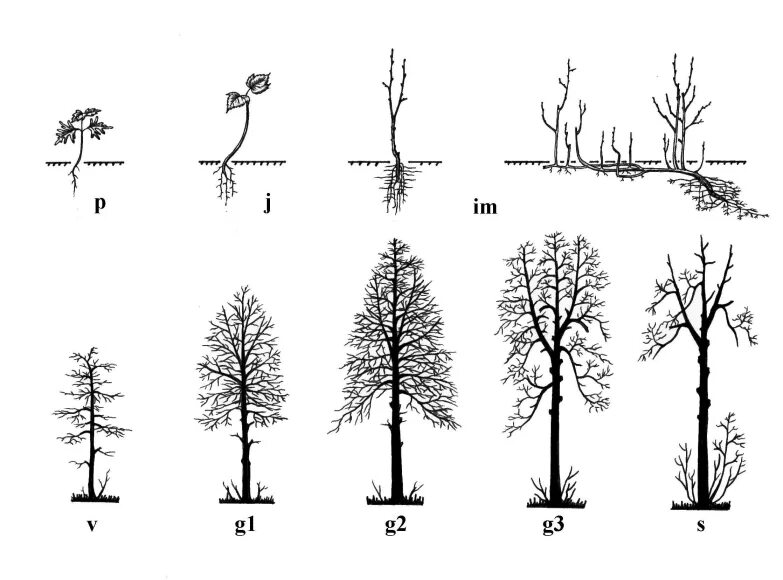 Липа дерево корни. Схема онтогенеза сосны обыкновенной. Онтогенез древесных растений. Онтогенез растений схема. Корневая система липы схема.