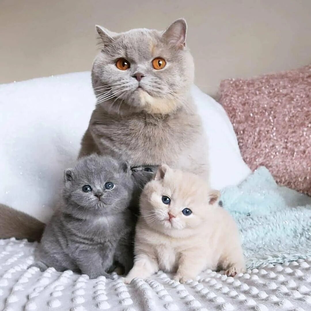 Что любят британцы