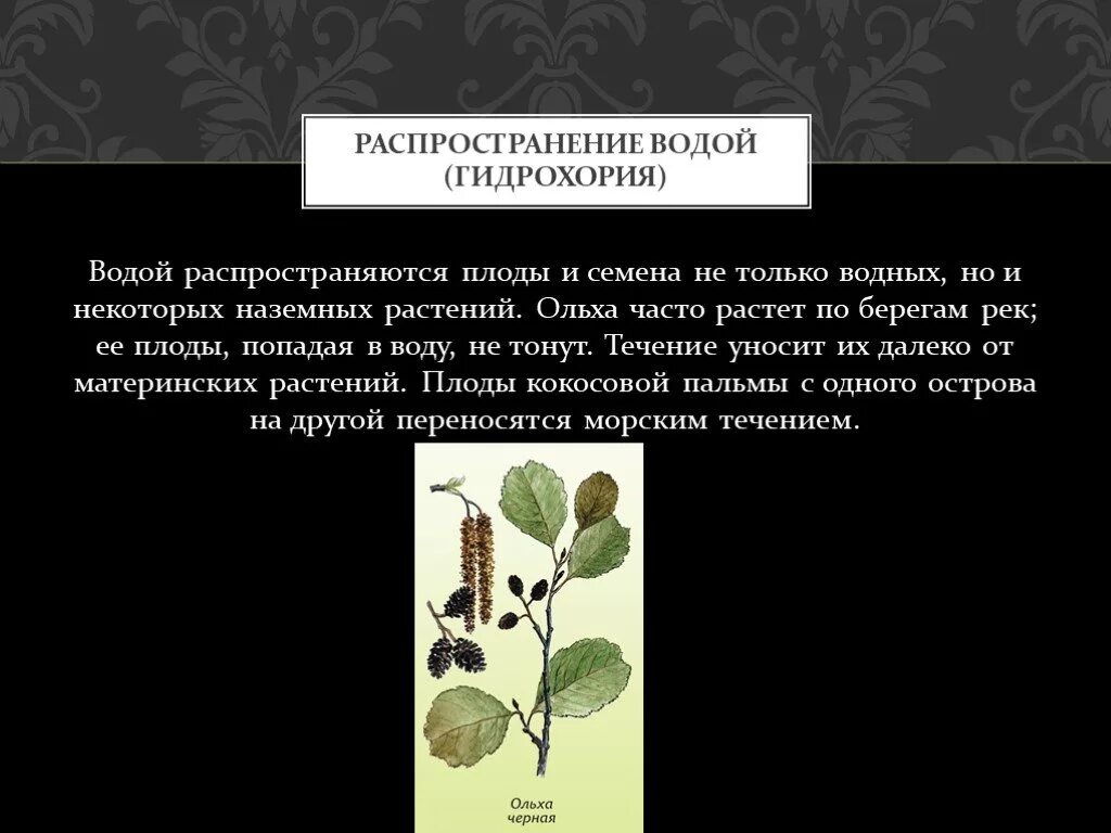 Распространение семян гидрохория. Распространение семян водой. Распространение плодов и семян водой. Распространенное водные плоды и семян. Растения распространение водой