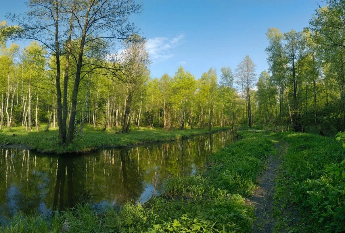 Лосиный парк. Лосиный остров национальный парк королев. Парк лосиный остров. Заповедник в москве лосиный остров. Лосиный парк.