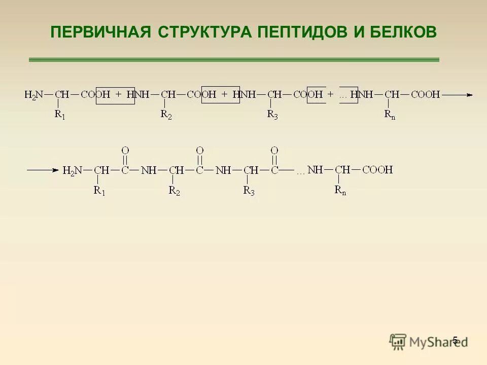 Полипептид строение