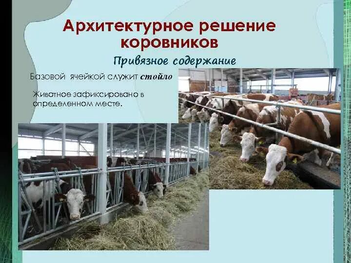 Способы содержания животных. Привязное содержание коров. архитектурное решение коровников. стойла для дойных коров. беспривязное содержание животных.