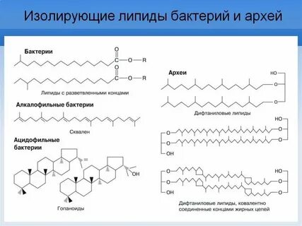 Липид профиль