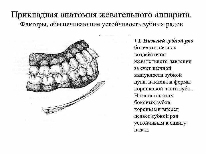 Передача жевательного давления. Передача жевательного давления