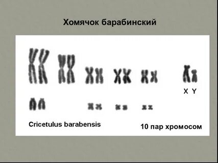 Хромосомы обезьяны