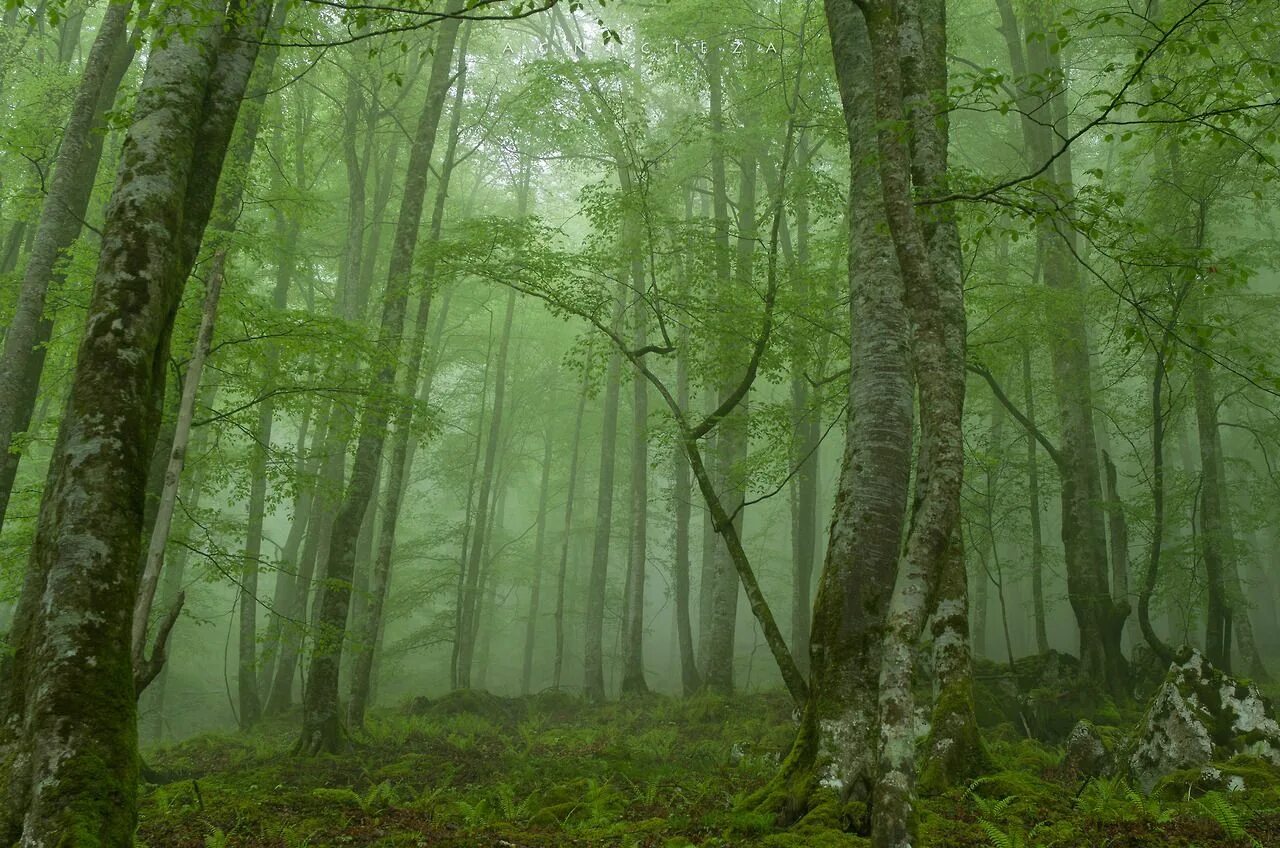 Air forest. Биоархитектура мпиль. Фотообои хвойный лес в тумане. Увлажнитель воздуха forest air дерево. Постер хвойный лес.