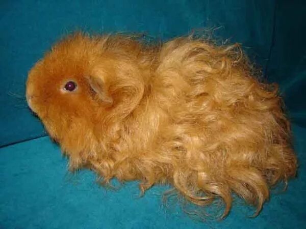 Baby Texel Guinea Pig! Baby guinea pigs, Cute guinea pigs, Pet guinea pigs
