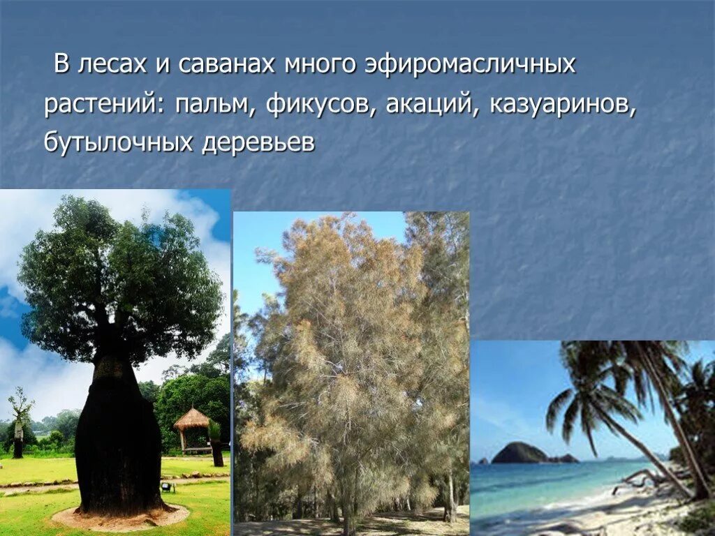 Бутылочное дерево природная зона. Органический мир Австралии 7 класс география. Растительный мир Австралии. Проект растительный мир Австралии. Презентации на тему органический мир Австралии.