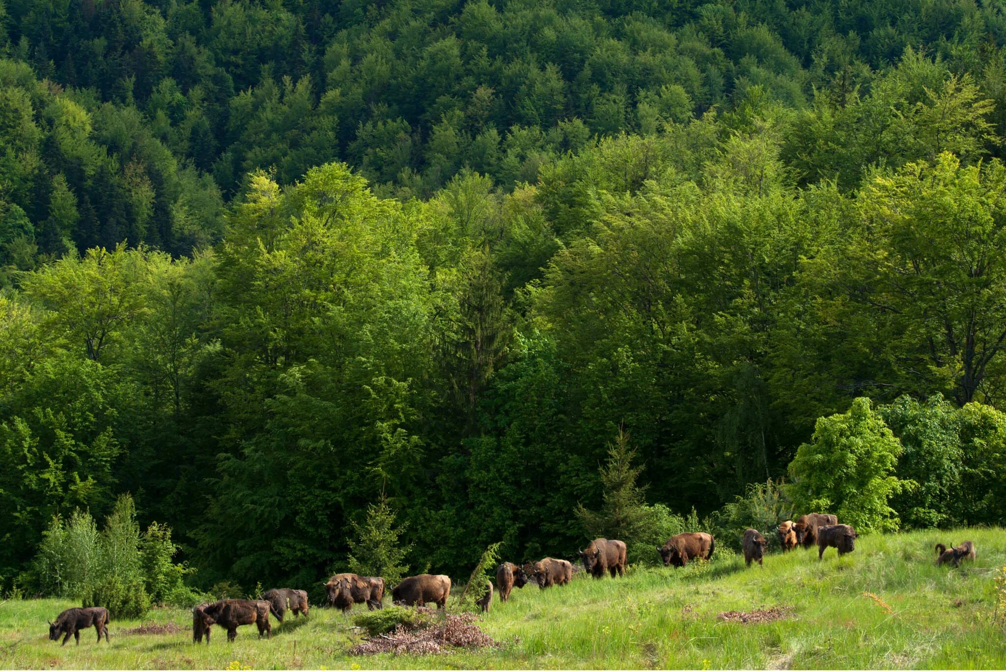 Зубры в Карпатах. ЗУБР В лесу. Выбор места для реинтродукции фото. European Wilderness. Nature is wild