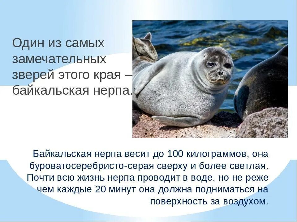 Среда обитания байкальской нерпы