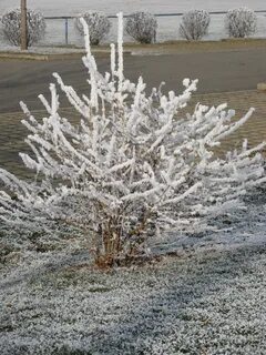 Куст в инее