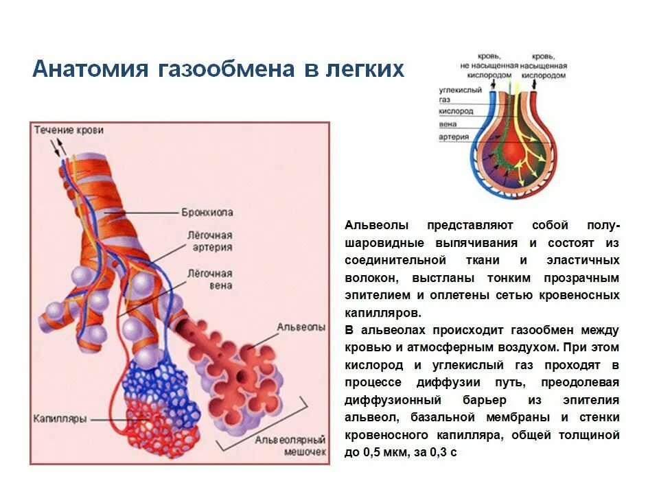 Какой процесс происходит в альвеолах