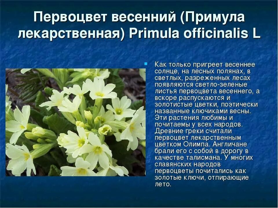 Первоцвет весенний лрс. Первоцвет польза и вред. Первоцвет весенний лекарственный примула. Первоцвет примула описание. Первоцвет польза и вред.