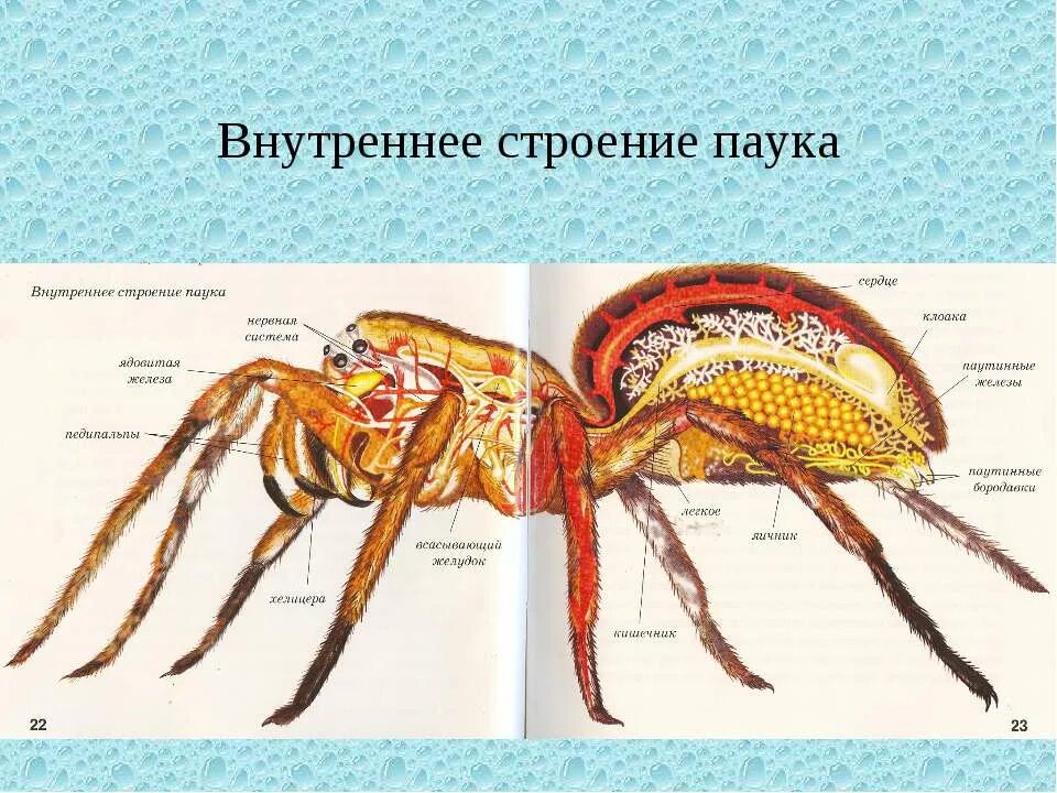 Паукообразные внутреннее. Паукообразные внутреннее