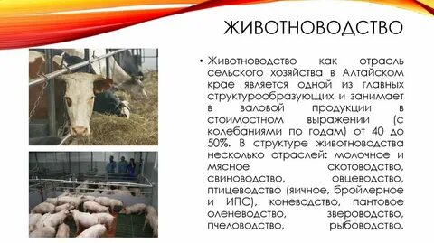 Главная отрасль хозяйства монголии