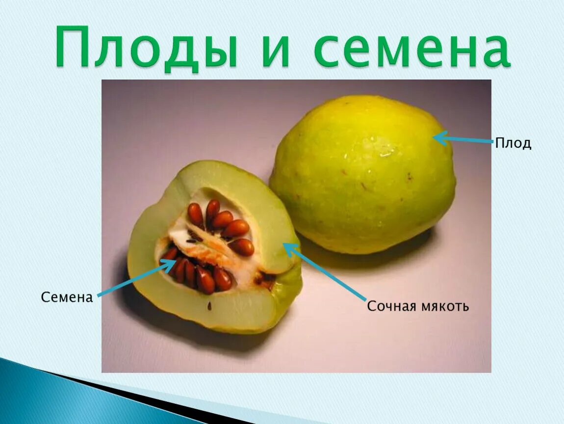 Урок биологии семена. Плоды растений. Плод с семенами. Строение плодов и семян. Плод и его строение.