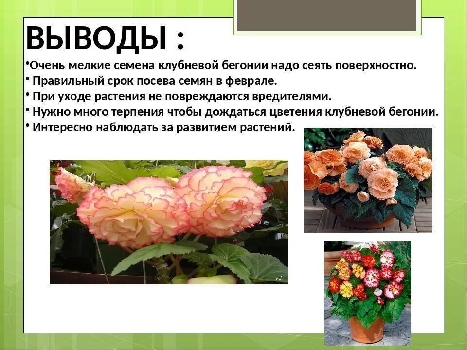 Бегония значение. Бегония клубневая королевская. бегония стебель. бегония клубневая гибридная стебель. бегония межвидовая.