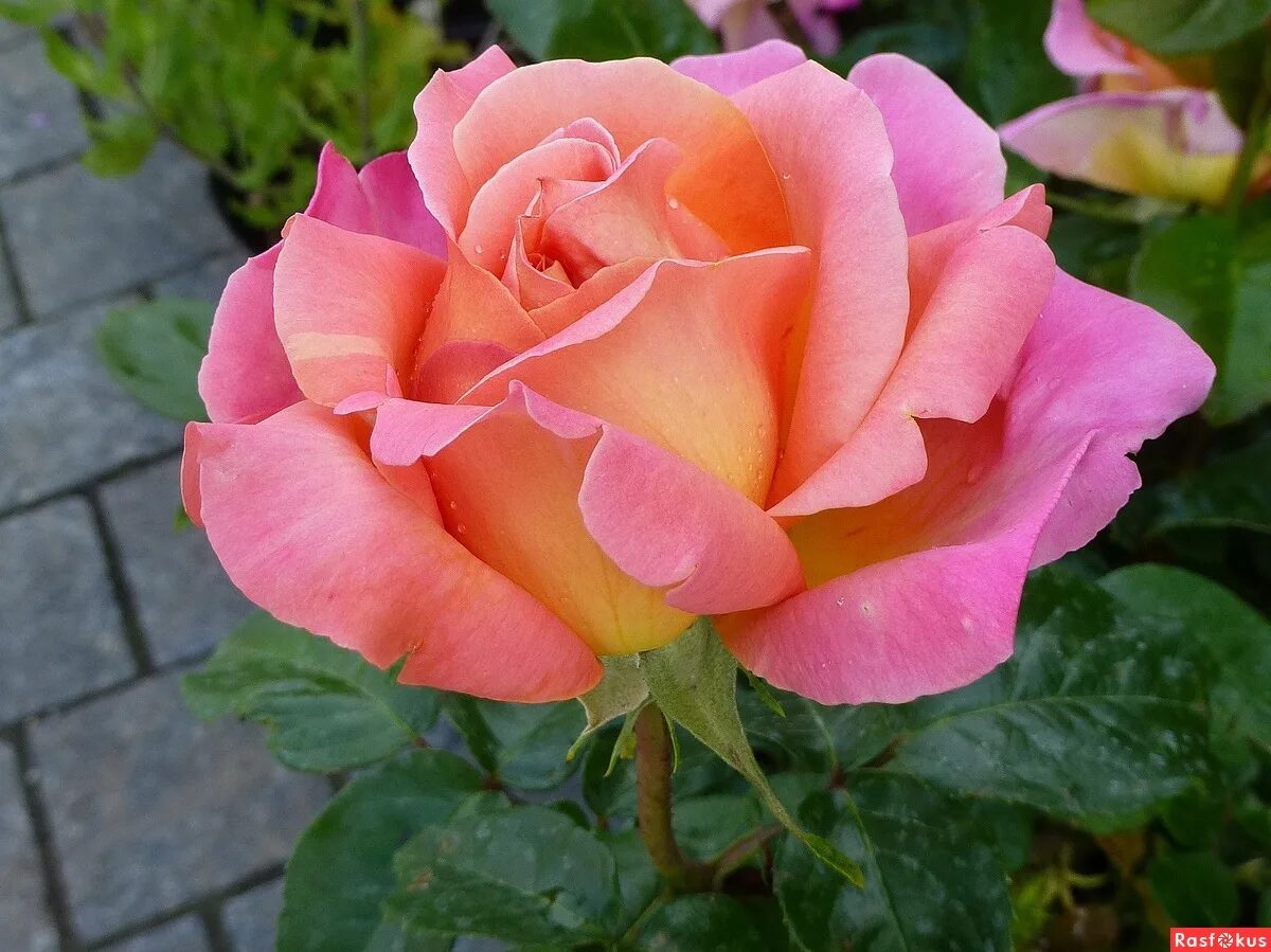 Московские розы. Московские розы. Московские розы. Московские розы. Московские розы.