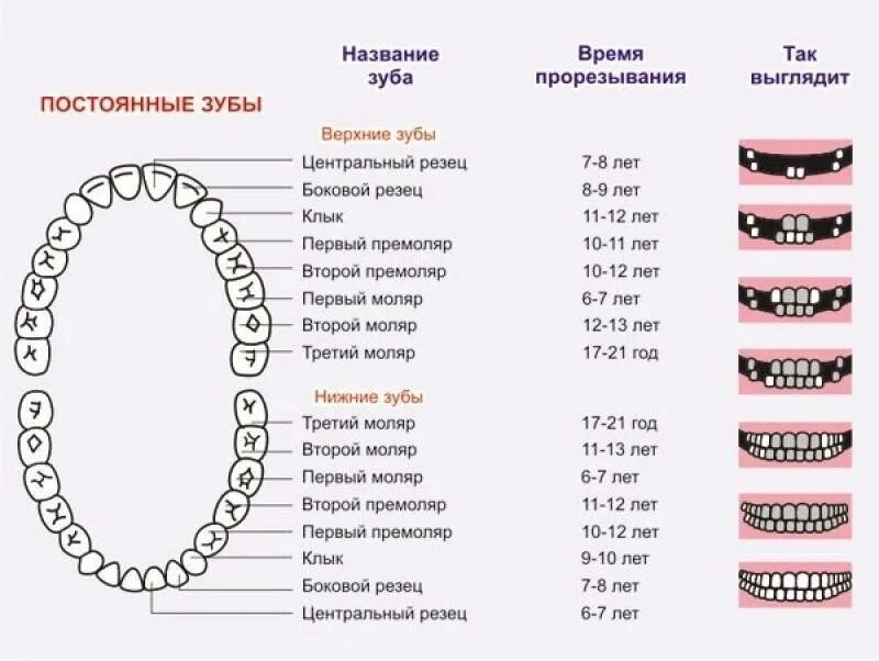 В каком возрасте лезут