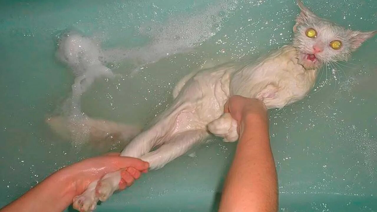 Кошка после купания. Кот купается. Кот в ванной. Мокрая кошка. Кошка Купае.