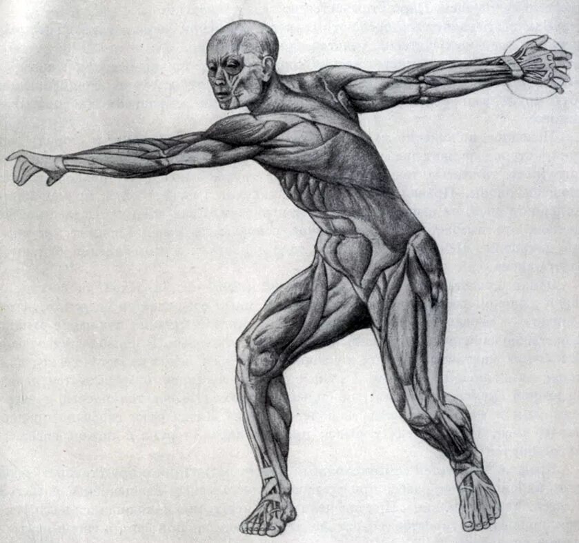 миология мышечная система мышцы туловища. скелет человека с мышцами. анатомия человека в движении. анатомия движения человека. майкл хэмптон анатомия.